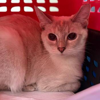 Marie -  Domestic Short Hair Cat for Adoption in Nashville, Tennessee - Marie | PetCurious