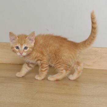 Pinky Pie C68929 -  Domestic Short Hair Cat for Adoption in Minnetonka, Minnesota - Pinky Pie C68929 | PetCurious
