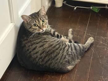 Rescue Domestic Short Hair Cats for Adoption in Columbus, Ohio - Cheese | PetCurious