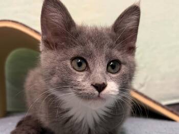 Goggles -  Domestic Short Hair Cat for Adoption in Republic, Washington - Goggles | PetCurious