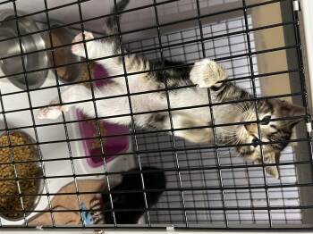 Domestic Short Hair Cats Available for Adoption in Newborn, Georgia - Iris  | PetCurious