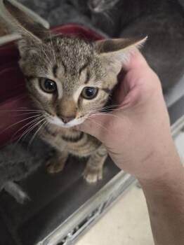 ANGRY POTATO -  Domestic Short Hair Cat for Adoption in Killeen, Texas - ANGRY POTATO | PetCurious