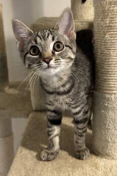 Journey -  Domestic Short Hair Cat for Adoption in Washington Grove, Maryland - Journey | PetCurious
