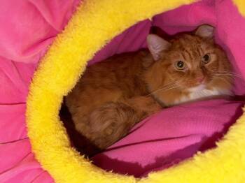 Pastor -  Domestic Long Hair Cat for Adoption in Wheaton, Illinois - Pastor | PetCurious