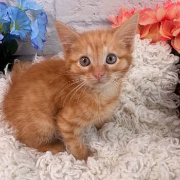 Clementine -  Domestic Short Hair Cat for Adoption in Harrisonburg, Virginia - Clementine | PetCurious