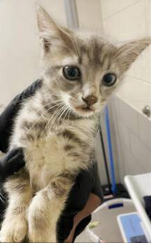 Miney -  Domestic Short Hair Cat for Adoption in Nashville, Tennessee - Miney | PetCurious