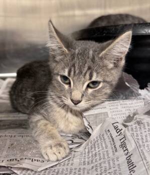 Rescue Domestic Short Hair Cats for Adoption in Hopkinsville, Kentucky - Turkey | PetCurious