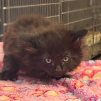 Rescue Domestic Short Hair Cats for Adoption in Midland, Texas - Bolt | PetCurious
