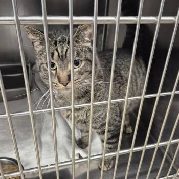 Domestic Short Hair Cats Available for Adoption in Decatur, Illinois - TATER TOT | PetCurious