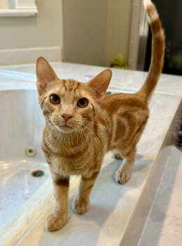 Rescue Domestic Short Hair and Tabby Cats for Adoption in Texarkana, Texas - Leonard | PetCurious