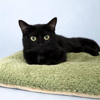 Domestic Short Hair Cats Available for Adoption in Long Beach, Washington - Tractor | PetCurious