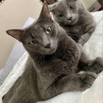 Grayson -  Domestic Short Hair Cat for Adoption in Columbia, Missouri - Grayson | PetCurious