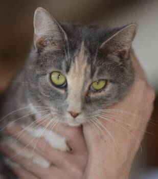 Rescue Domestic Short Hair Cats for Adoption in Mount Pleasant, Pennsylvania - Twix | PetCurious