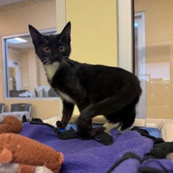 Dolly Pawton -  Domestic Short Hair Cat for Adoption - Dolly Pawton | PetCurious