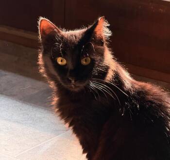 Rescue Domestic Medium Hair Cats for Adoption in Lakesite, Tennessee - JUNI | PetCurious