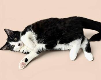Huxley -  Domestic Medium Hair Cat for Adoption in Hanover, Pennsylvania - Huxley | PetCurious