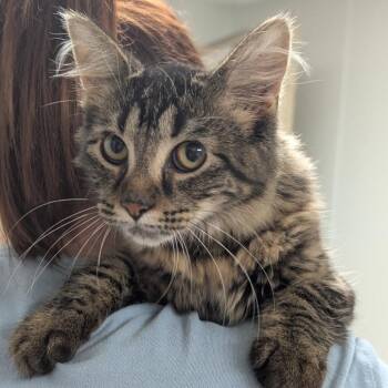 Belle -  Domestic Medium Hair Cat for Adoption in Canton, Illinois - Belle | PetCurious