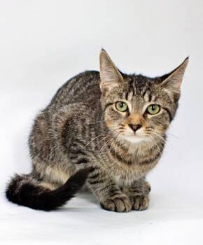 Dixie -  Domestic Short Hair Cat for Adoption in Morton Grove, Illinois - Dixie | PetCurious