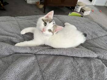 Domestic Short Hair Cats Available for Adoption - Garbanzo  | PetCurious