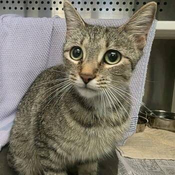 Lucy -  Domestic Short Hair Cat for Adoption in Pittsburgh, Pennsylvania - Lucy | PetCurious