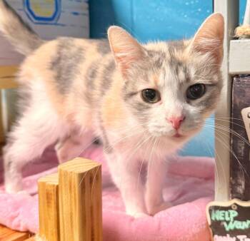 Domestic Short Hair Cats Available for Adoption in Defiance, Ohio - Candy | PetCurious