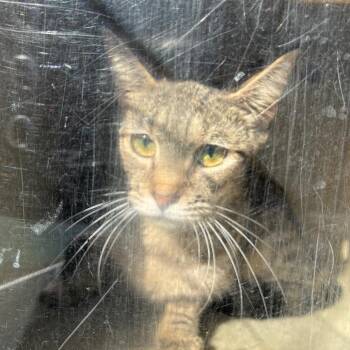 Nicky -  Domestic Short Hair Cat for Adoption in Philadelphia, Pennsylvania - Nicky | PetCurious