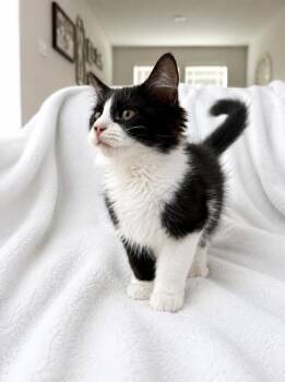 Turtle -  Domestic Long Hair Cat for Adoption in Houston, Texas - Turtle | PetCurious