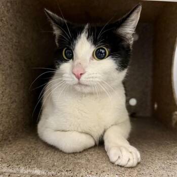 Domestic Short Hair Cats Available for Adoption - POCKET | PetCurious