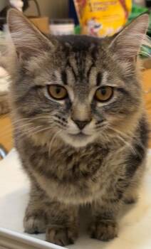 APHRODITE -  Domestic Long Hair Cat for Adoption in Elizabethton, Tennessee - APHRODITE | PetCurious