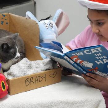 Brady -  Domestic Short Hair Cat for Adoption in Canton, Illinois - Brady | PetCurious