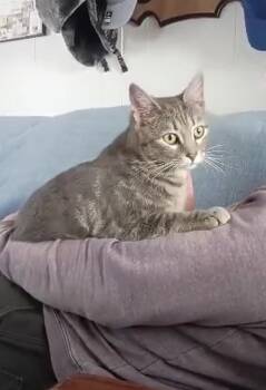 Mario -  Domestic Short Hair Cat Available for Adoption in Harpers Ferry, West Virginia - Mario | PetCurious