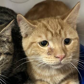 Tajin -  Domestic Short Hair Cat for Adoption in Newport, North Carolina - Tajin | PetCurious