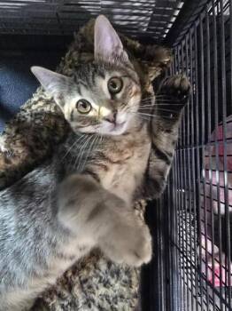 Rescue Domestic Short Hair Cats for Adoption in Liverpool, Texas - Basil | PetCurious