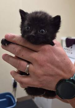 Kix -  Domestic Short Hair Cat for Adoption in Christiansburg, Virginia - Kix | PetCurious