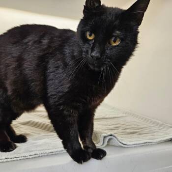 Lovebug -  Domestic Short Hair Cat for Adoption in Harrisonburg, Virginia - Lovebug | PetCurious