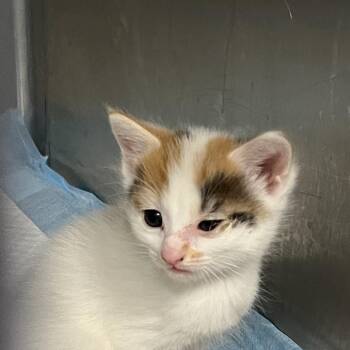 Sun -  Domestic Short Hair Cat for Adoption in Greensboro, North Carolina - Sun | PetCurious