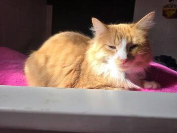 Domestic Medium Hair Cats Available for Adoption in Dayton, Minnesota - Pizzaroll | PetCurious