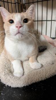 Weaver -  Domestic Short Hair Cat for Adoption in Duxbury, Massachusetts - Weaver | PetCurious