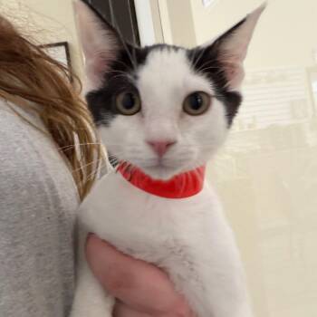 Blessing -  Domestic Short Hair Cat for Adoption in Las Vegas, Nevada - Blessing | PetCurious
