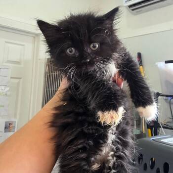 Harp -  Domestic Long Hair Cat for Adoption in Chapel Hill, North Carolina - Harp | PetCurious