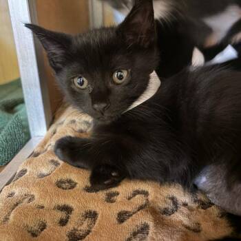 Domestic Short Hair Cats Available for Adoption in Chesapeake, Virginia - Mater | PetCurious