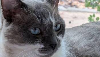 Mack -  Siamese and Snowshoe Cat for Adoption in Sunnyvale, California - Mack | PetCurious