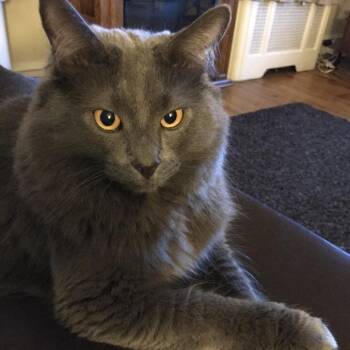 Bear -  Domestic Long Hair Cat for Adoption in Philadelphia, Pennsylvania - Bear | PetCurious