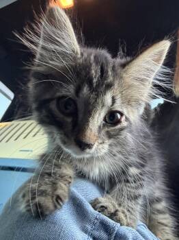 Chancey -  Domestic Medium Hair Cat for Adoption in Blairsville, Georgia - Chancey | PetCurious