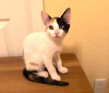 Liberty -  Calico Cat for Adoption in Fort Myers, Florida - Liberty | PetCurious
