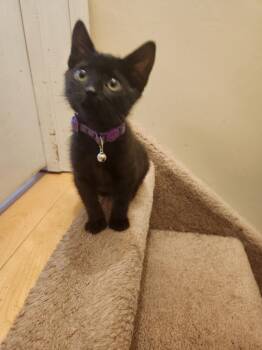 Solitare -  Domestic Short Hair Cat for Adoption in Wheaton, Illinois - Solitare | PetCurious