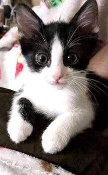 Lulu -  American Shorthair Cat for Adoption in St. Cloud, Florida - Lulu | PetCurious