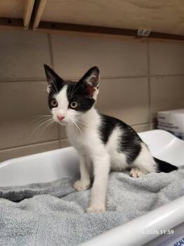 EVIE -  Domestic Short Hair Cat for Adoption - EVIE | PetCurious