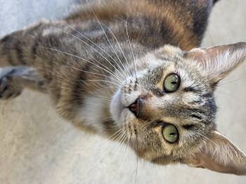 Daphne -  Domestic Short Hair Cat for Adoption in Cannington, Ontario - Daphne | PetCurious