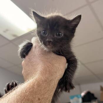 Ryan -  Domestic Short Hair Cat for Adoption in Columbia, South Carolina - Ryan | PetCurious